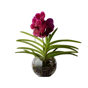 Orquídea Vanda Pink
