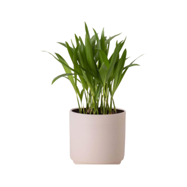 Palmeira Areca Bambu-f6094e80-92d5-4ccd-aa6a-f585851ea073