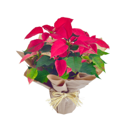 Poinsettia - Flor do Natal