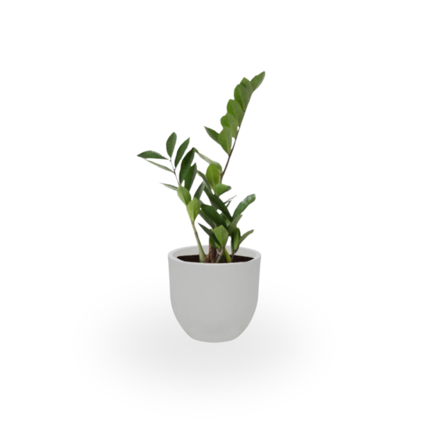 Zamioculca-7ec25bbf-9d4a-4ff5-801d-06f811342d58